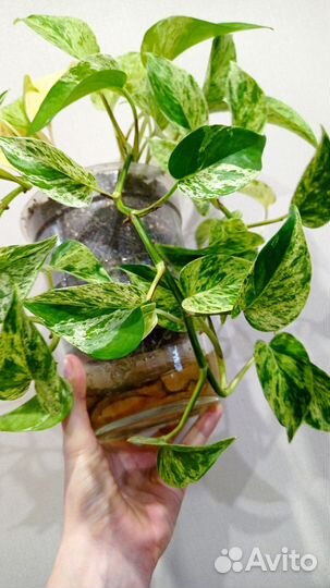 Филодендрон / эпипремнум