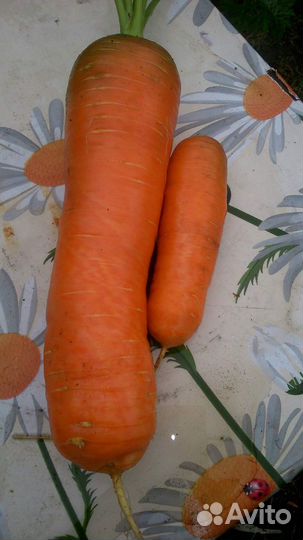 Семена моркови