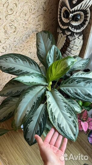 Аглаонема сильвер бей