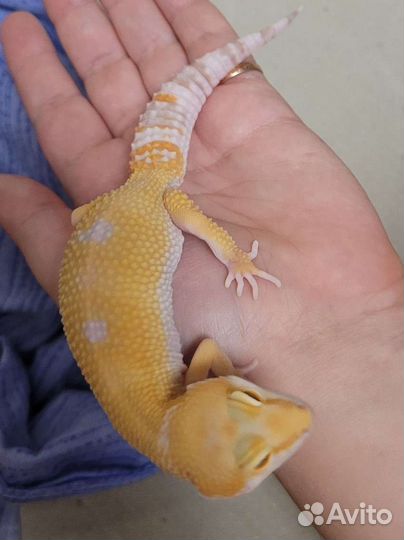 Передержка эублефара