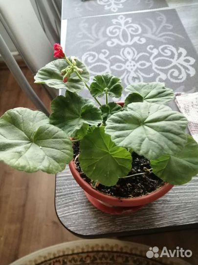 Герань пеларгония