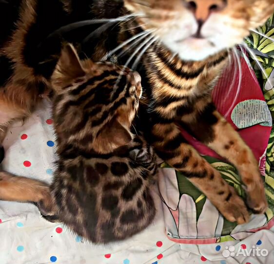 Бенгальские котята