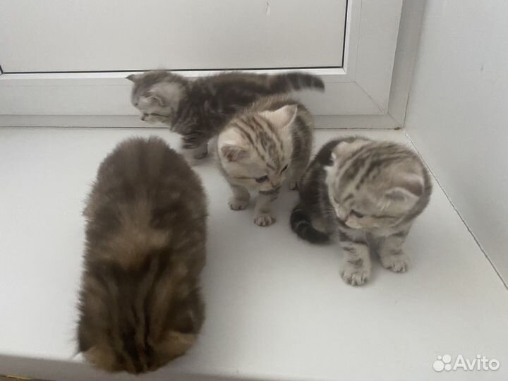 Шотландские котята