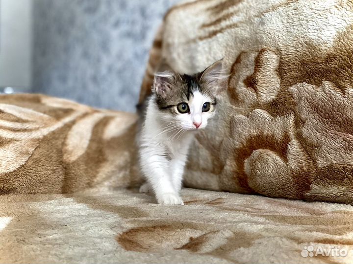 Котенок в добрые ручки