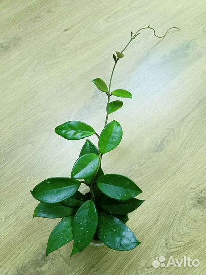 Отдам цветок при покупке комнатные растения