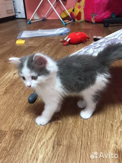 Котик в добрые руки