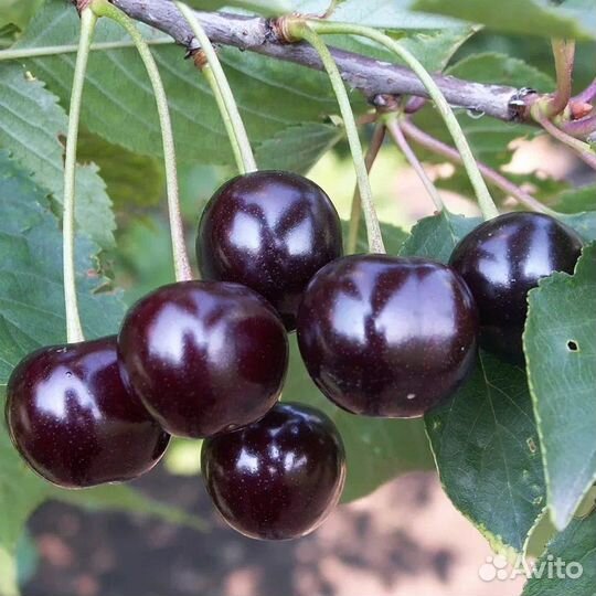 Саженцы черешня вишня