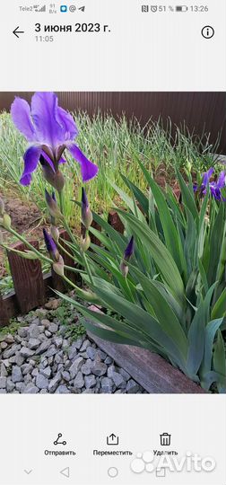 Ирис фиолетовый