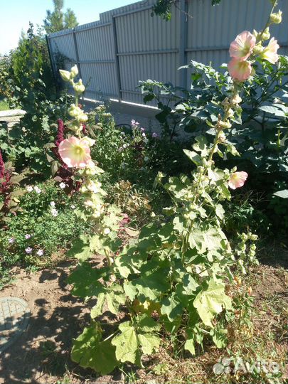 Мальва цветы- китайская роза