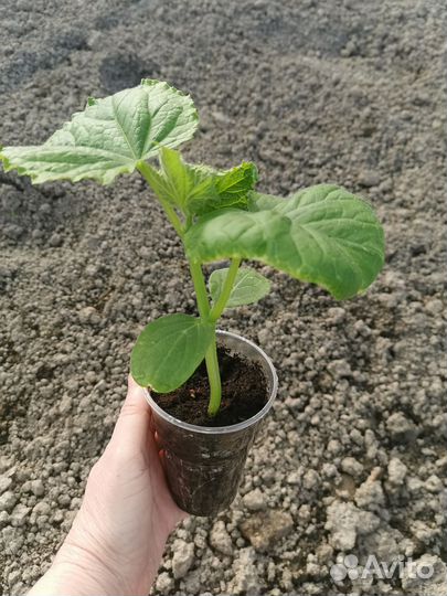 Рассада огурцов