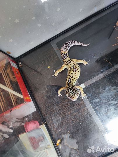 Геккон эублефар