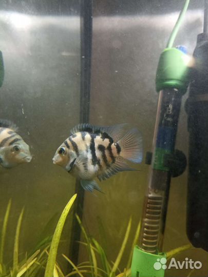 Аквариумная рыба,сапфировый попугай