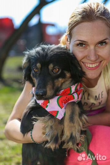 Маленькая собачка Фифа в приюте