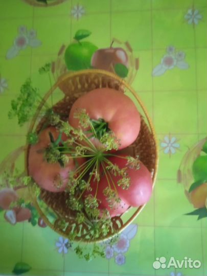 Рассада томатов