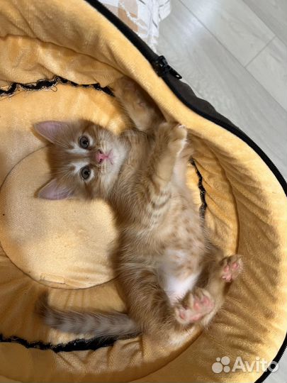 Котик бесплатно в добрые руки