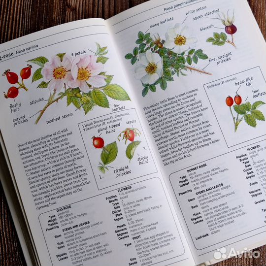 Винтажная книга о природе цветы