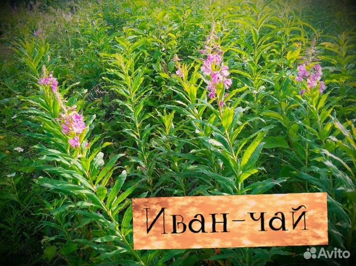 Иван-чай сезона 2023, отзывы, кипрей, один кг