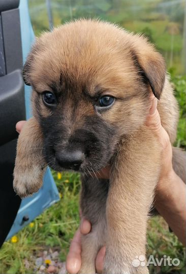 Щенок 2,5 мес