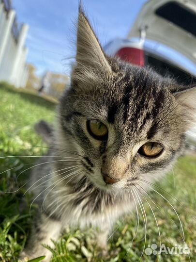 Кошки в добрые руки