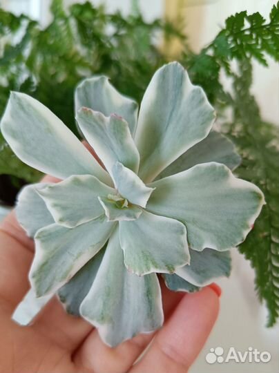 Суккуленты редкие (вариегата)