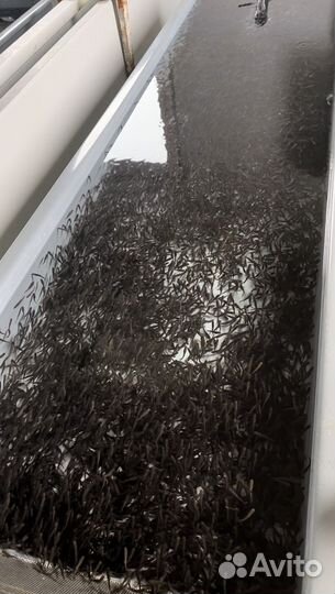 Радужная форель малёк