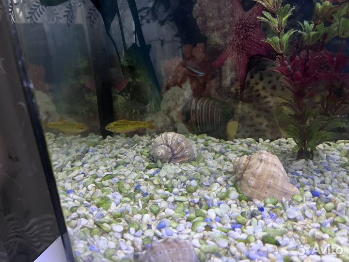 Аквариумные рыбки