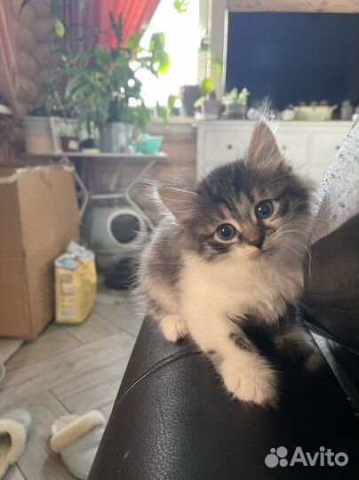 Котенок Бенгал и сноу-шу