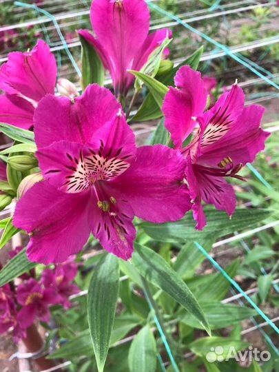 Продаю корни альстромерии