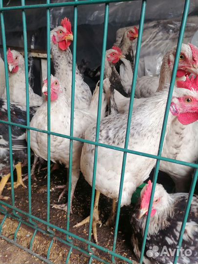 Куры и Петухи