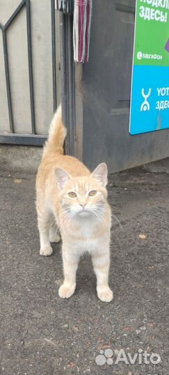 Кошка в дар