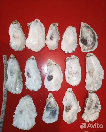 Ракушки устриц