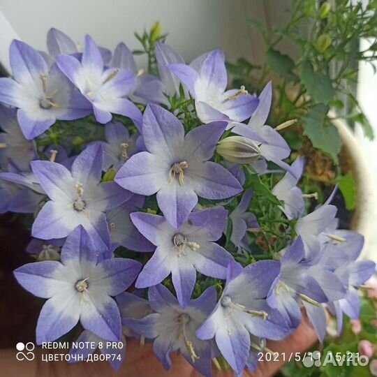 Кампанула, гиппеаструм