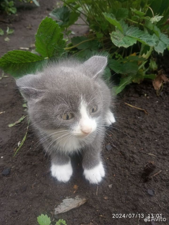 Котята в добрые руки бесплатно