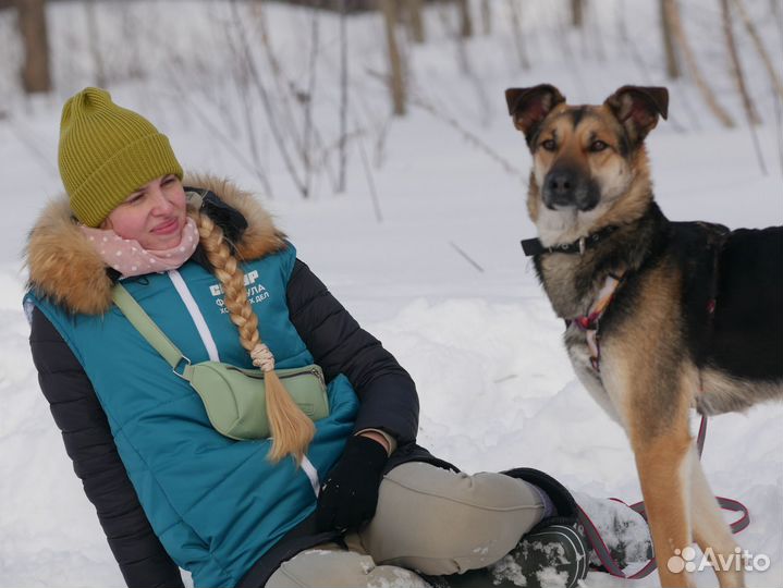 Собака в добрые руки