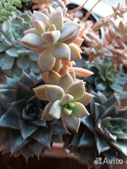 Суккуленты 2