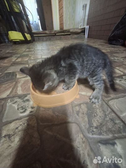 Отдам в добрые руки