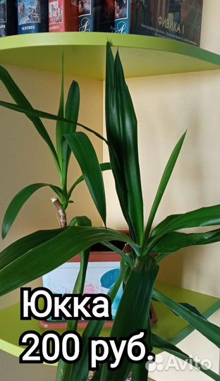 Комнатные растения разные