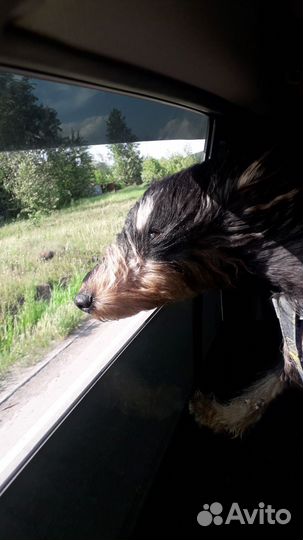 Ягдтерьер вязка