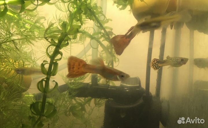 Мальки гуппи обыкновенные