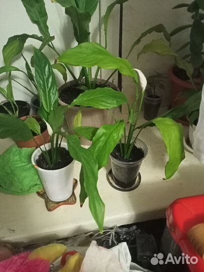 Женское счастье цветет