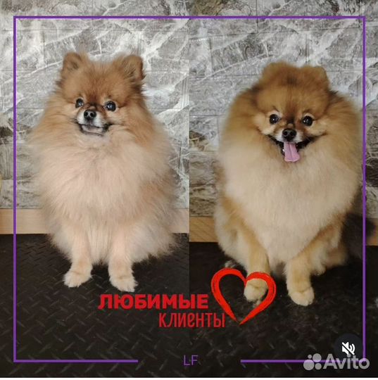 Груминг шпиц