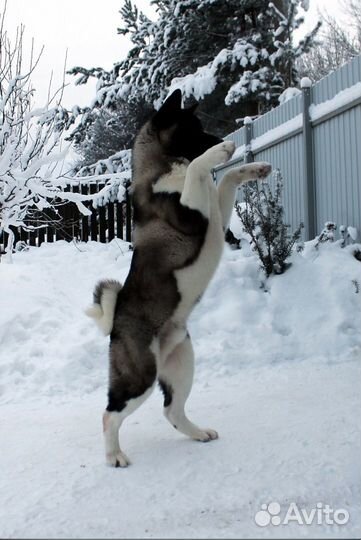 Кобель для вязок. Щенки американской акиты