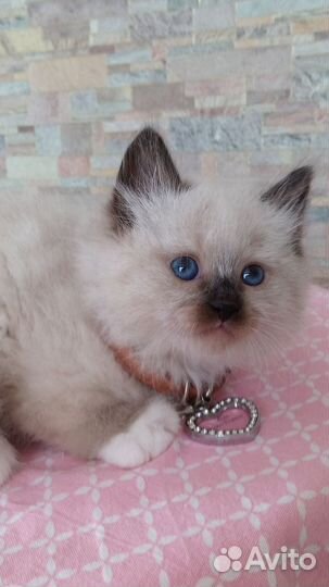 Невские маскарадные котята