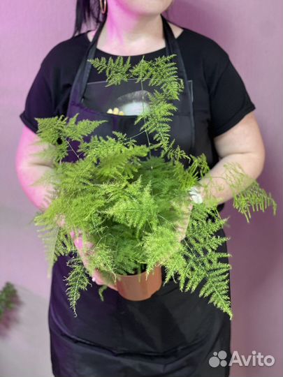 Аспарагус setaceus D12