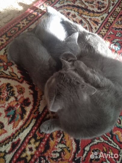 Британский вислоухий