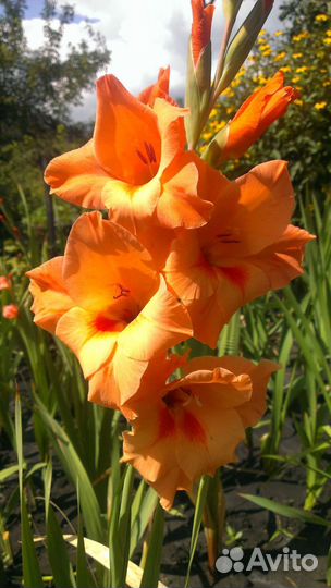 Гладиолусы луковицы