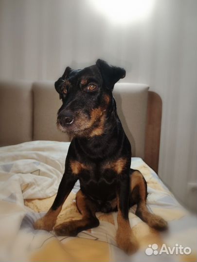 Вязка ягдтерьера в Волгоградская область