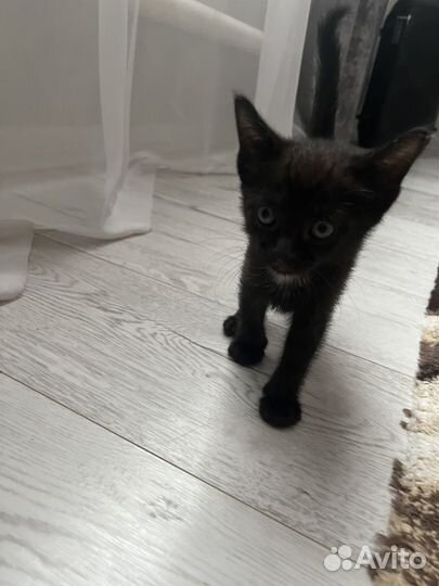 Котята полупородистые