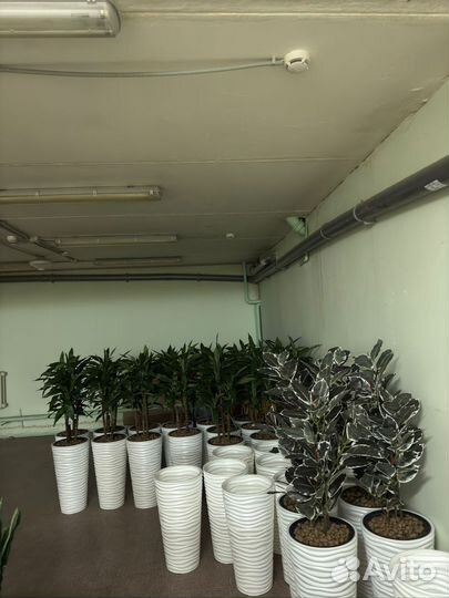 Драцена Джанет Крейг зелёная