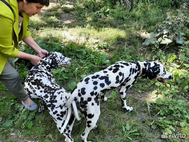 Далматин вязка